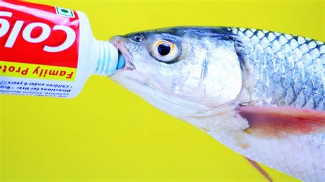 Toothpaste Life Hack 的图像结果