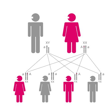 X-linked dominant inheritance - Health in Code