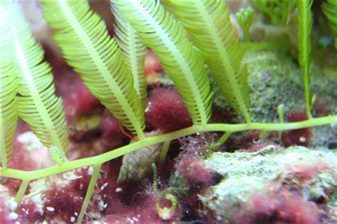 Rote Büschelalge - Algen - Meerwasserforum