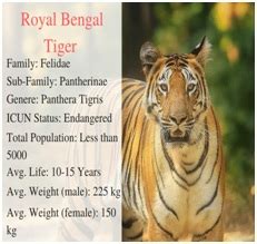 Royal Bengal Tiger sighted at Buxa Reserve
