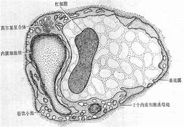 超微结构 的图像结果