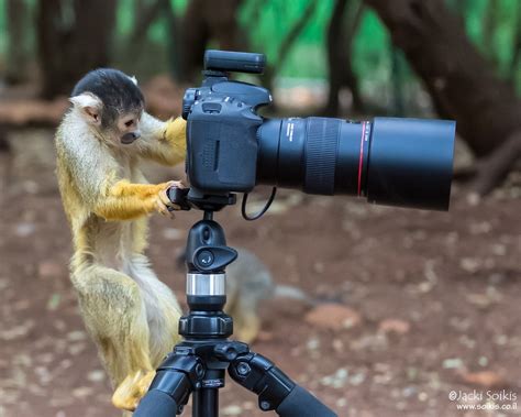 Observation 的图像结果