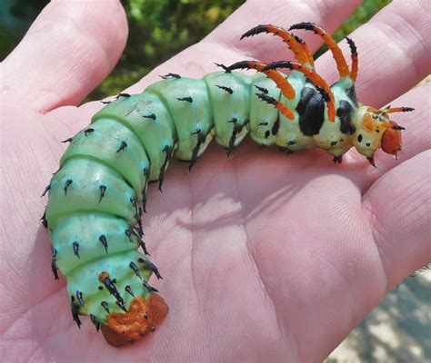 Poisonous Caterpillars