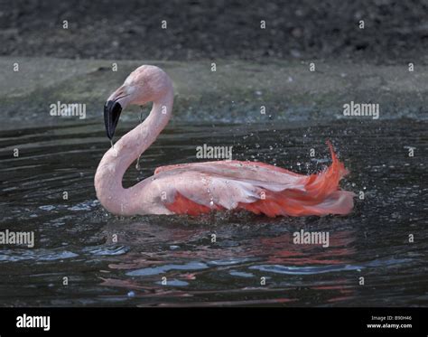 Pink chilean flamingos hi-res stock photography and images - Alamy