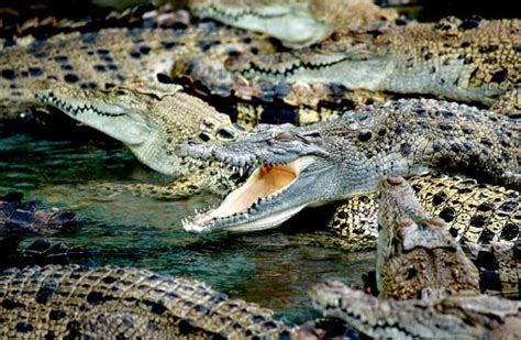 10 Species Of Hanoi Wildlife To Spot On A Trip To Vietnam