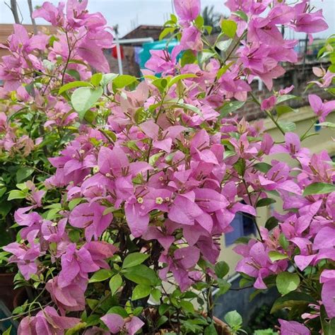 Formosa (Rooted) – GO GREEN