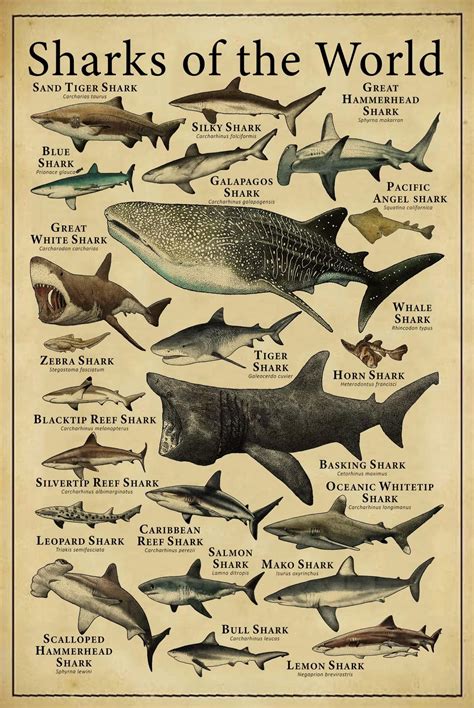 Amazon.com : Shark Knowledge Vintage Metal Tin Signs Types Of Sharks ...