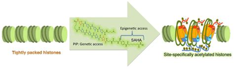 Strategies To Modulate Heritable Epigenetic Defects in Cellular ...