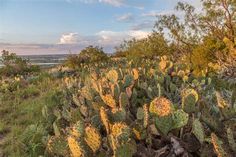 The Texas State Plant: Prickly Pear Cactus