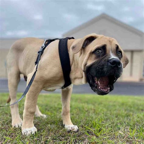 How Much Does An English Mastiff Puppy Cost