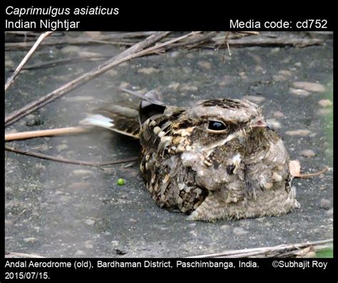 Caprimulgus asiaticus Latham, 1790 - Indian Nightjar | Birds