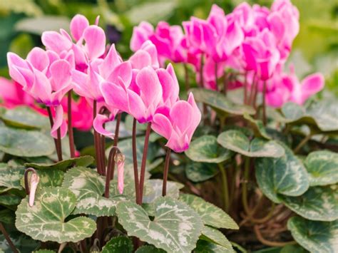 Cyclamen Care Essentials To Ensure Flowers Year After Year | Gardening ...