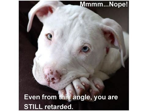 Funny You Still Retarded Pit Bull Terrier Dog Refrigerator / Tool Box ...