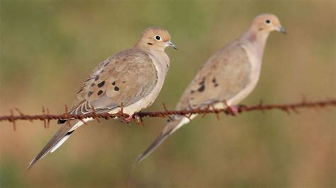 2025 Texas dove hunting season forecast: Strong in South Texas