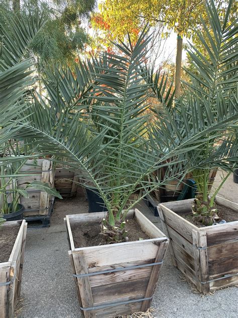 Medjool Date Palm