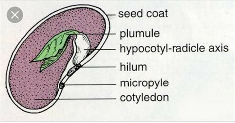 i want to draw neat digram of seed and label the parts - Brainly.in