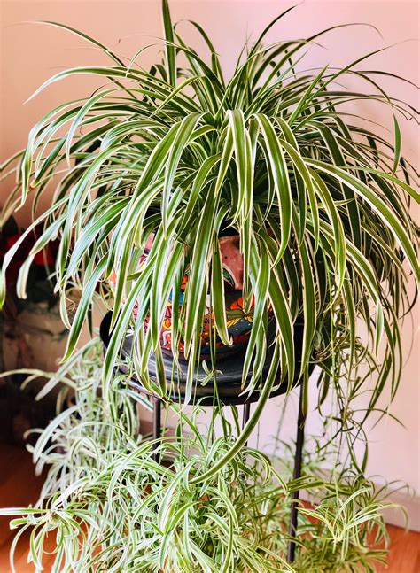 Spider Plant Babies, Spider Plants, Live House Plants - Etsy