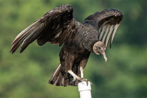 Vulture Strongly Reduced | ids-deutschland.de - behavior of vultures
