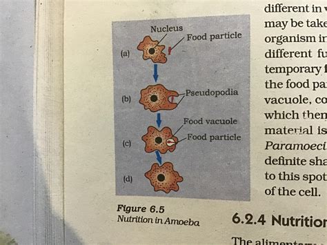 how amoeba catch their food by. - Brainly.in