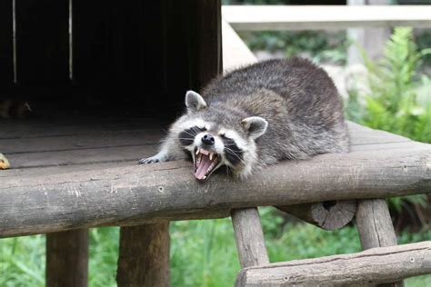 What Dogs Will Kill Raccoons