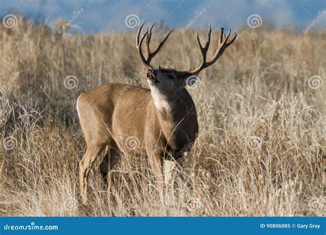 Mule Deer in Colorado stock image. Image of mule, ears - 90806085