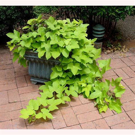 Sweet Potato Vine Plants