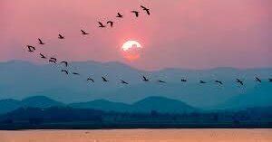 Flyaway Tales - Azim Premji University