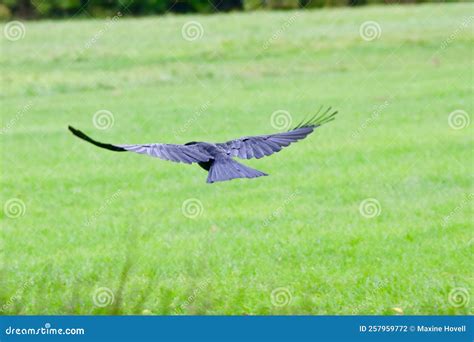 Crow (corvus) in Flight Over Grassland Stock Photo - Image of flower ...