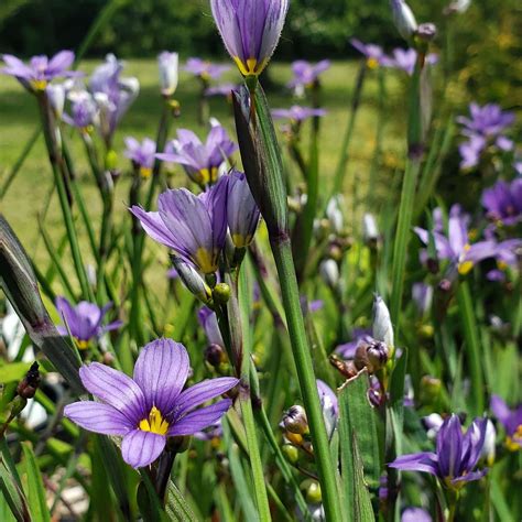 Blue Eyed Grass (Sisyrinchium bellum) - Calendula Farm & Nursery