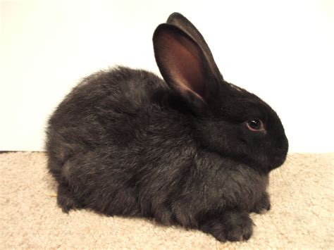 Silver Fox Rabbits, April 2020 | FurFoxy Rabbits