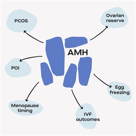 AMH levels by age: charts and fertility implications