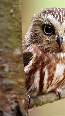 Iphone Owl Wallpaper Hd by Owl Wallpapers For Iphone Desktop Background Iphone Owl Wallpaper Hd