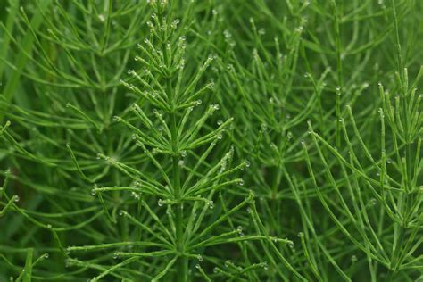 Equisetum arvense