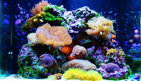 30 Gallon Marine Tank - Rin Aquarium Fish
