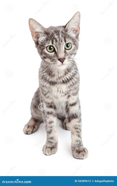 Adorable Domestic Shorthair Four Month Old Kitten Sitting Stock Photo ...