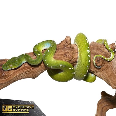 Image result for Green Tree Python Kit