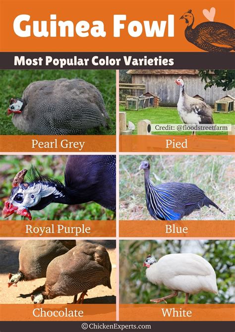 Guinea Fowl – Poultry with Pest-Control Perks -MUST READ! 👌🏼 ...