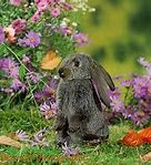 Image result for Pictures of Baby Lops