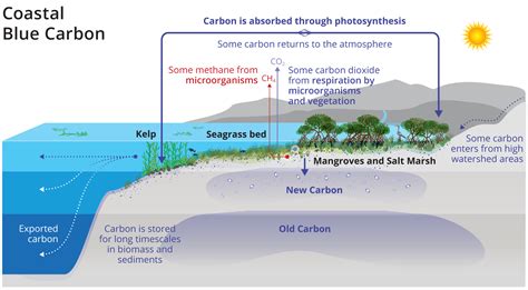 Pics Of Carbon Cycle