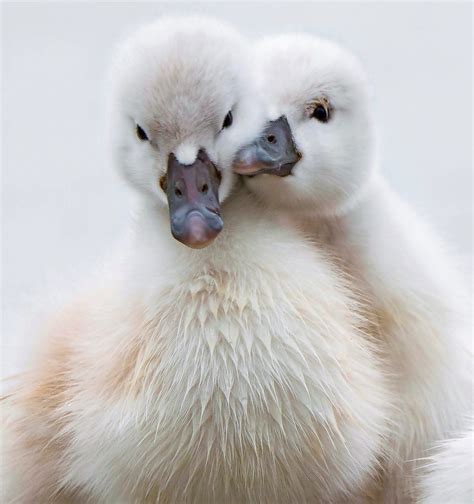 The 51 Best Spring Bird Pictures Ever - Birds and Blooms