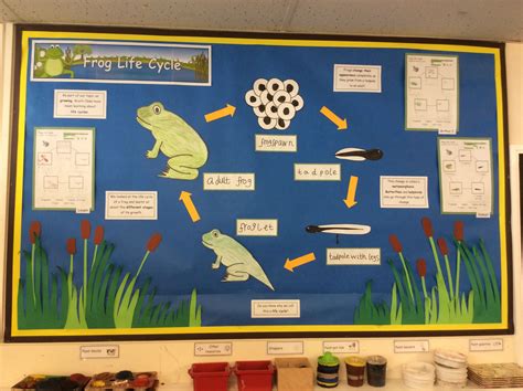 Life Cycle Eyfs Activities at Diane Rearick blog
