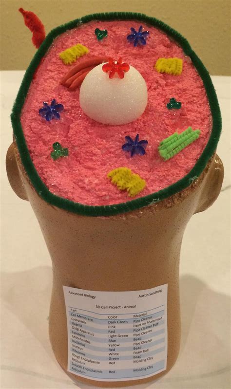 Biology Project Model 的图像结果