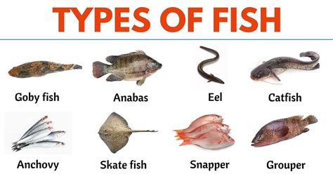 Image result for Fish Shell Argparse Examples