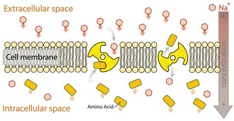 Image result for Active Transport Video Example