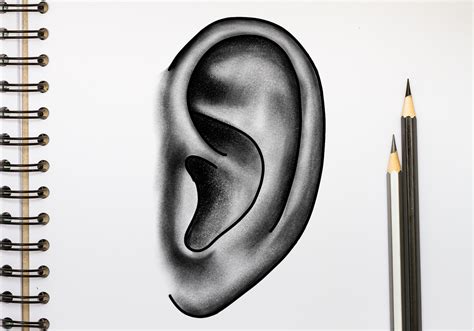 Image result for Ear Drawing Tutorial