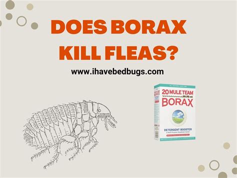 Does Borax Kill Fleas - Ultimate Guide - ihavebedbugs.com