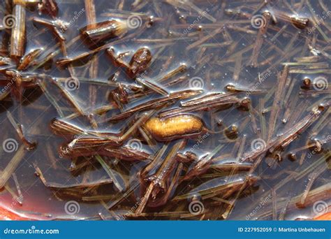 Are Rat Tailed Maggots Harmful To Dogs