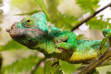 Camouflage Chameleon Chameleons Don't Change Colour To Camouflage