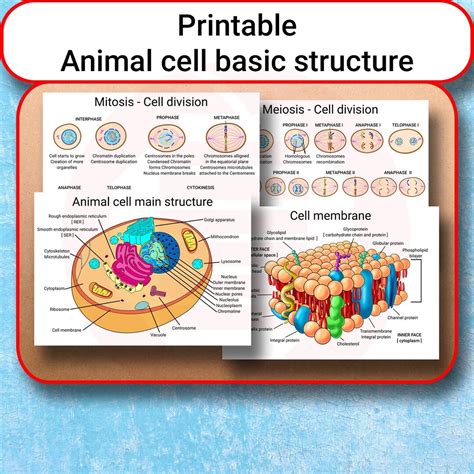 Basic Cell Structure Annotation 的图像结果
