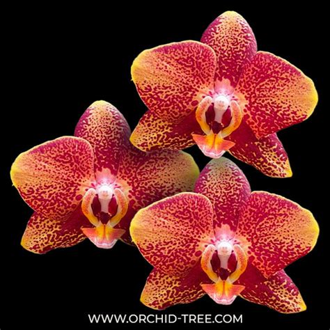 Buy Phalaenopsis Orchids Online India | Moth Orchid Colors Flower ...